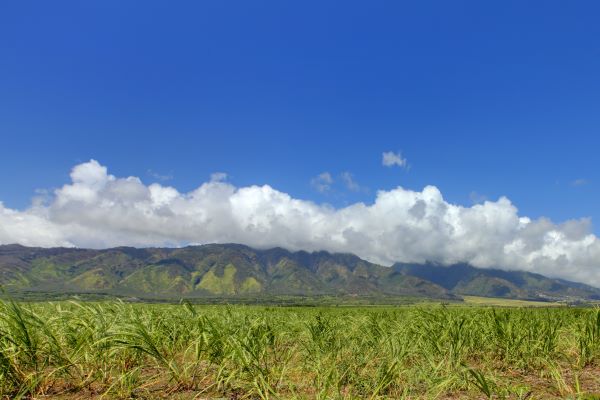 West Maui sugar cane fields