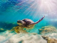 Hawaiian Green Sea Turtle swimming in the Pacific Ocean