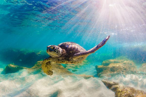 Hawaiian Green Sea Turtle swimming in the Pacific Ocean