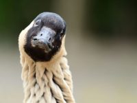 quizzical Nēnē goose (Branta sandvicensis), an endemic species and state bird of Hawai‘i