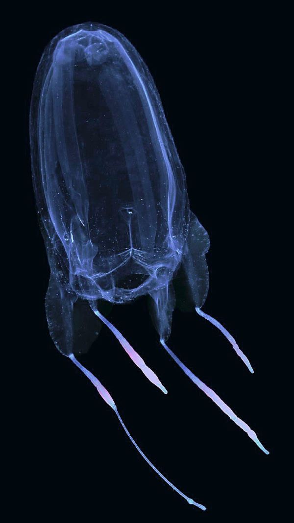 All about stinging box jellyfish on Oʻahu beaches