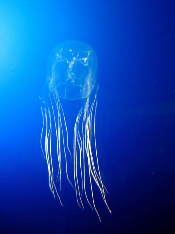Chironex, aka sea wasp, box jellyfish 