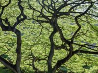 Monkey Pod Tree