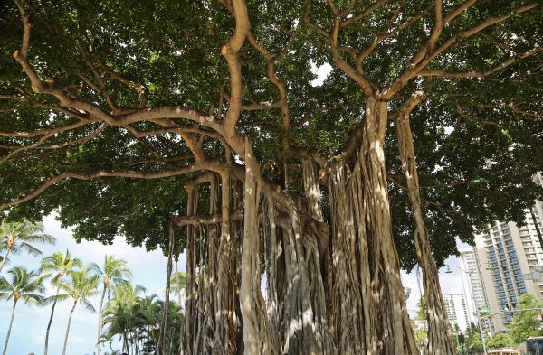 Indian banyan tree (Ficus benghalensis ) on Waikiki Beach in Honolulu, Hawaii