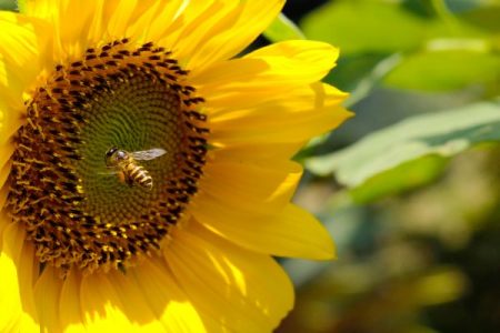 honeybee on a sunflower