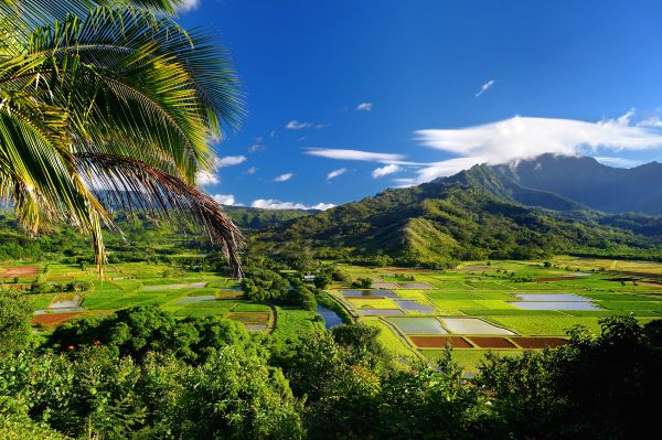Hanalei valley taro fields on Kauai