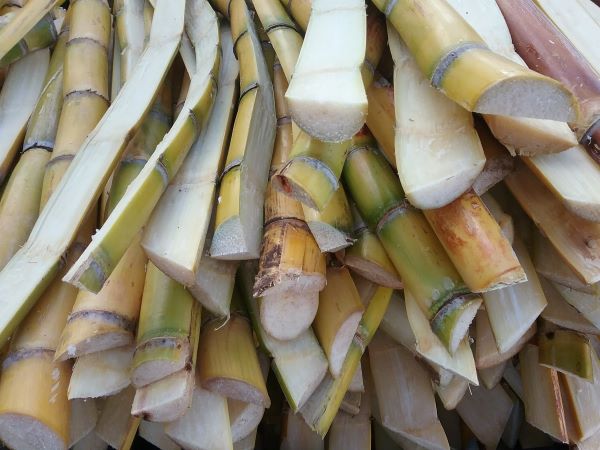 fresh sugar cane at the farmers market