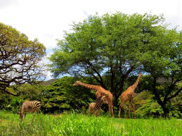 Honolulu Zoo giraffes and zebras