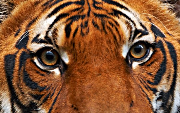 Sumatran tiger eyes
