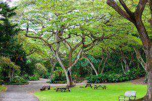 Waimea Valley botanical garden