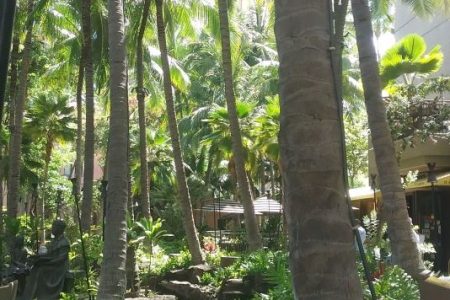 Coconut grove at Royal Hawaiian Shopping Center