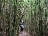 Hikers in the Wailupe Bamboo Forest on island of oʻahu in Hawaiʻi