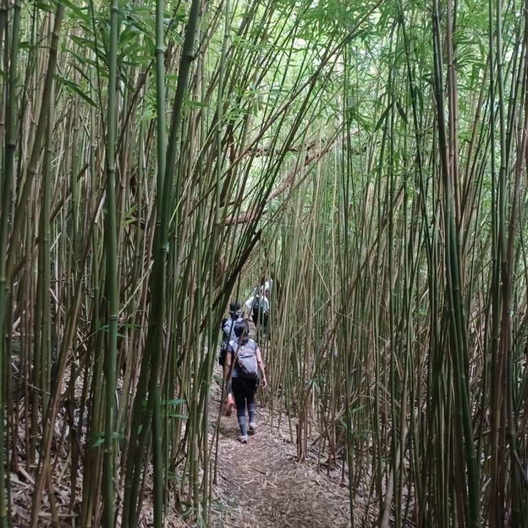 Hikers in the Wailupe Bamboo Forest on island of oʻahu in Hawaiʻi