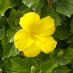 Yellow hibiscus Hawaii state flower