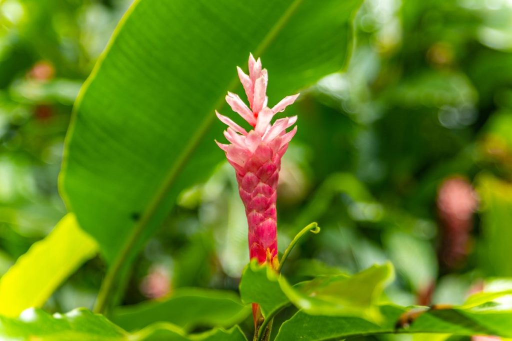 Ginger (Awapuhi) Hawaiian Flower on Maui