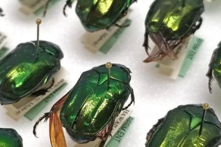 Bishop Museum beetle specimens