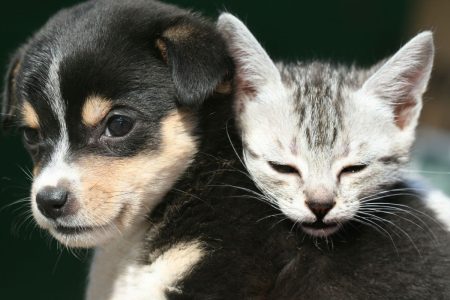 puppy dog and kitty cat snuggling