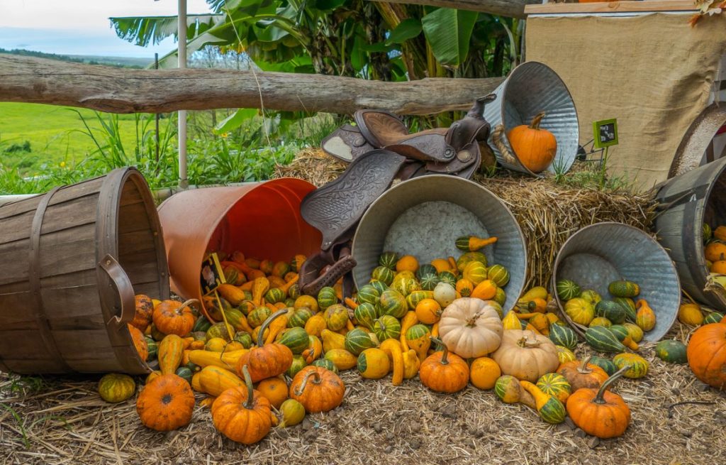 Mini pumpkins and squash on a Maui farm