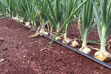 row of growing onions