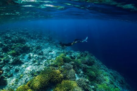 free diver exploring maui reef