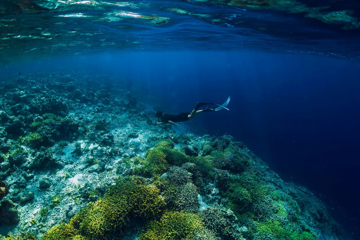 Oʻahu: exploring mysterious halo patterns on coral reefs in Honolulu ...