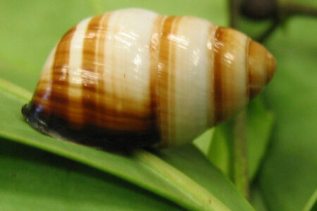 Kāhuli, Hawaiian land snails (Achatinella bulimoides)