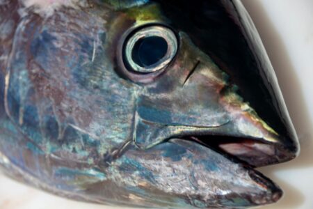 closeup yellowfin tuna head