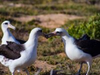 Laysan Albatross on Oʻahu