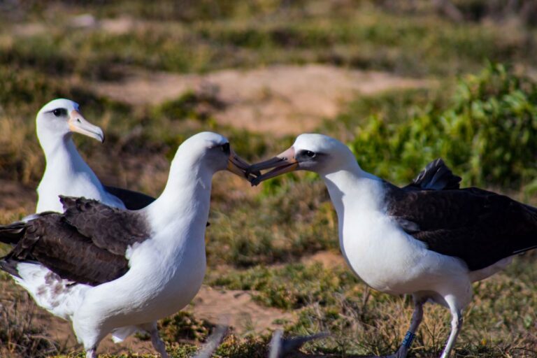 Laysan Albatross on Oʻahu