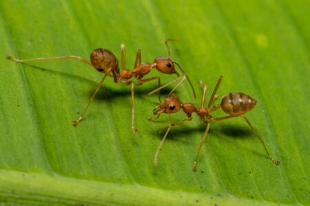 red fire ants on a banana leaf