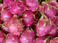 pile of fresh dragon fruit