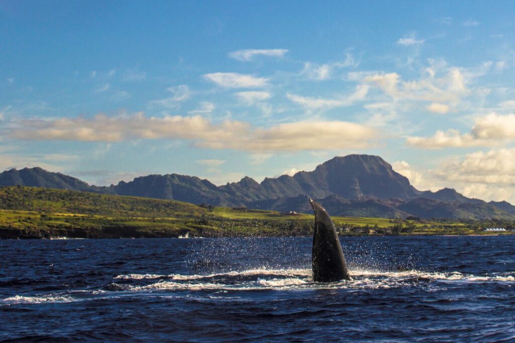 Humpbck whale off Poipu Kauai 