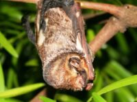 An endangered Hawaiian hoary bat (Lasiurus cinereus semotus) roosting in a tree