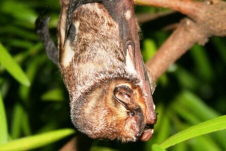 An endangered Hawaiian hoary bat (Lasiurus cinereus semotus) roosting in a tree