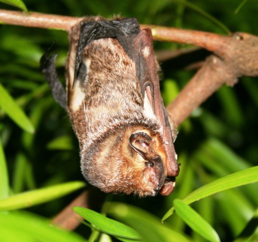 An endangered Hawaiian hoary bat (Lasiurus cinereus semotus) roosting in a tree