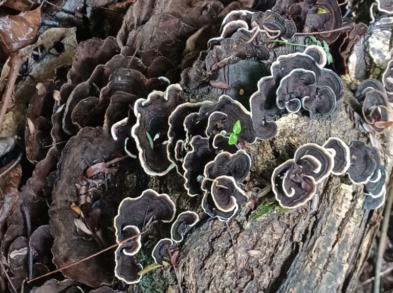Fan-shaped black fungi with white edges growing on a tree