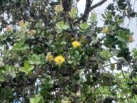 Yellow ʻŌhiʻa (Lehua) bush