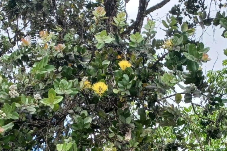 Yellow ʻŌhiʻa (Lehua) bush